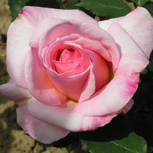 Lady Sylvia - Pink Climbing Rose