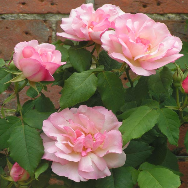 Lady Waterlow - Pink Climbing Rose