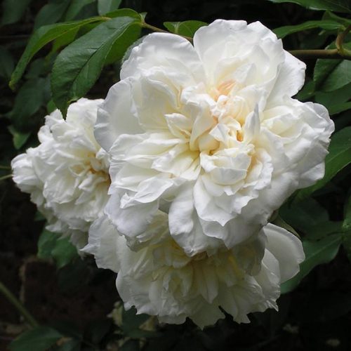 Lovely White Climbing Rose