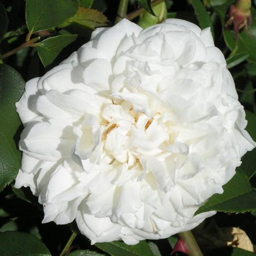 Lamarque - White Climbing Rose