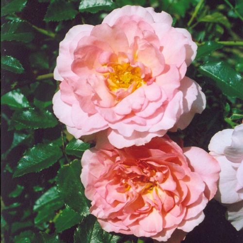 Laure Louisa - Pink Climbing Rose