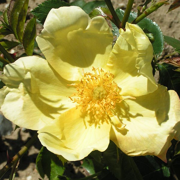 Lawrence Johnston - Yellow Climbing Rose
