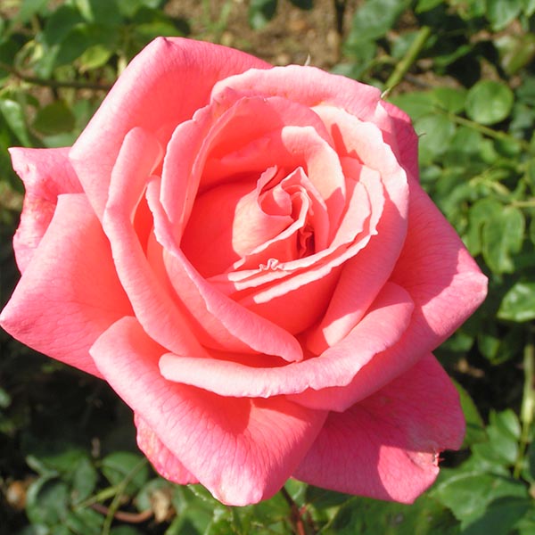 Leaping Salmon - Pink Climbing Rose