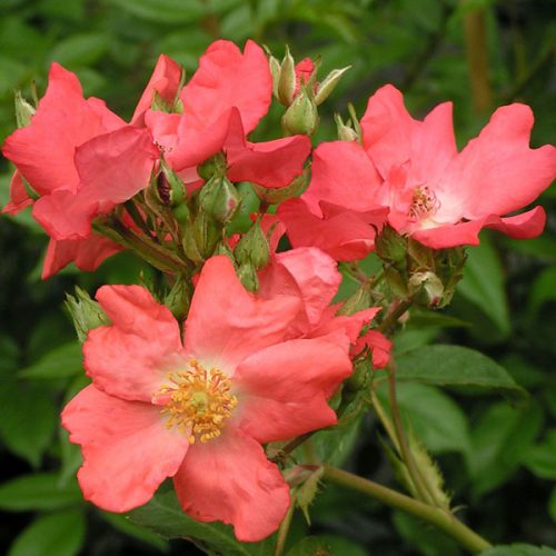 Leo's Eye - Orange Rambling Rose