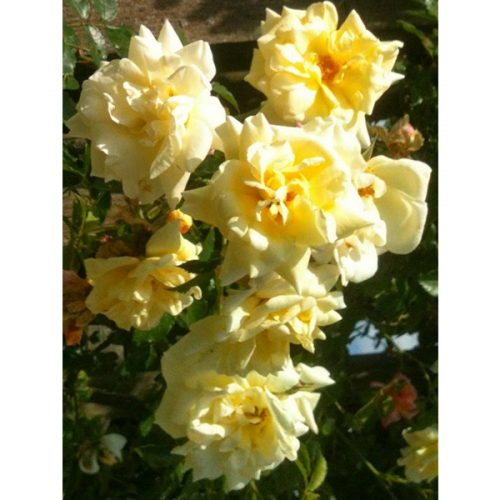 Leverkusen - Yellow Rambling Rose