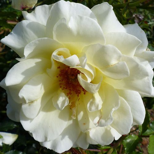 Leverkussen - Yellow Rambling Rose
