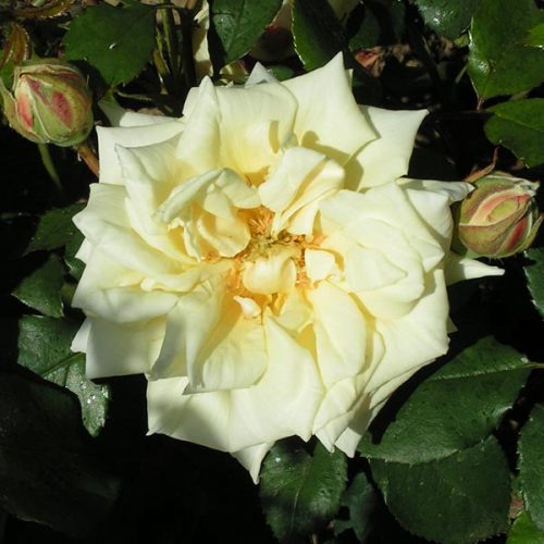Leys Perpetual - Yellow Climbing Rose