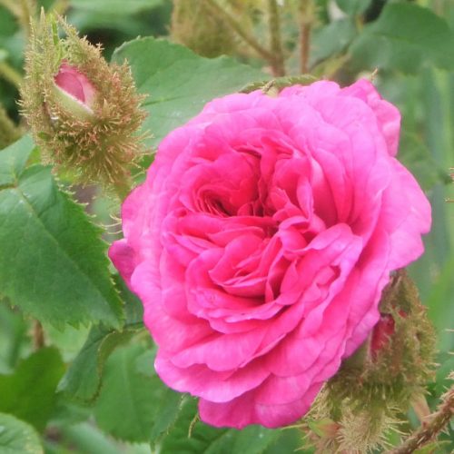 Little Gem - Moss Rose