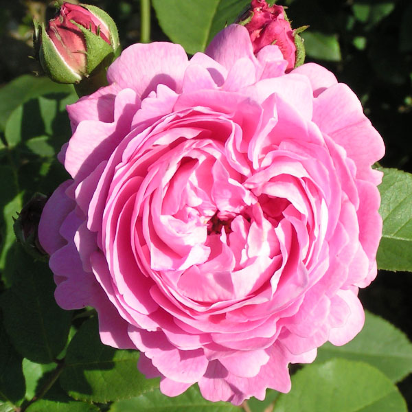 Louise Odier - Pink Bourbon Rose