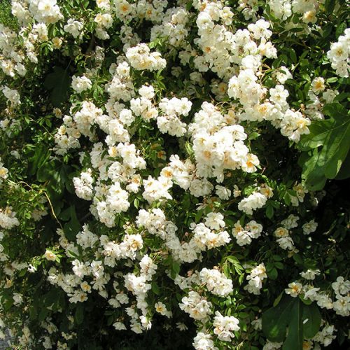 Lykkefund - Rambling Rose