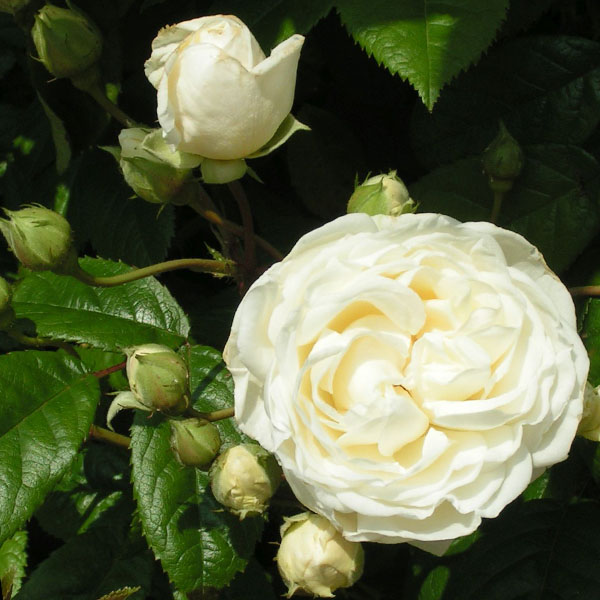 Madeleine Selzter - Cream Rambling Rose
