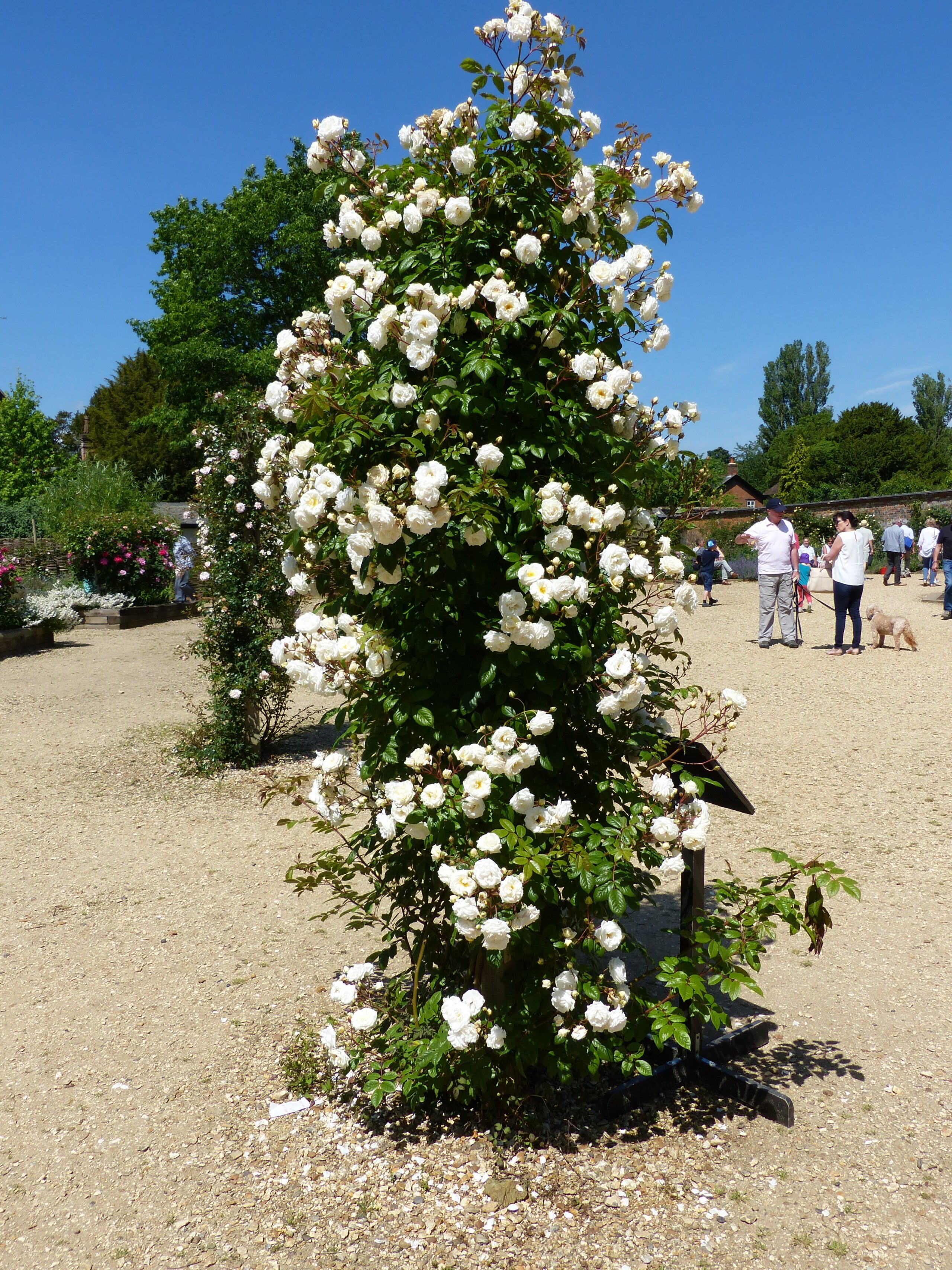 Madeleine Seltzer - Stunning climbing Pergola at Mottisfont Abbey