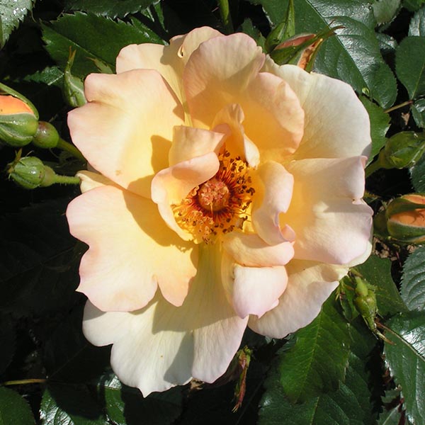 Maigold - Climbing Rose