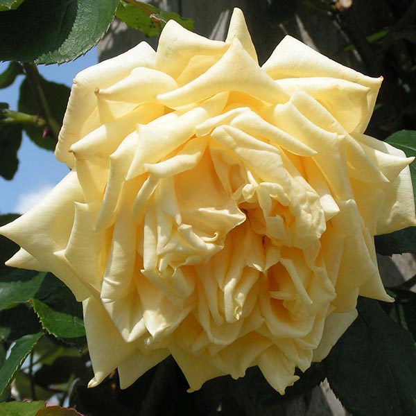 Marechal Neil - Yellow Climbing Rose
