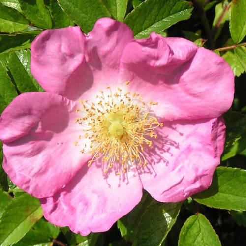 Max Graf - Pink Ground Cover Rose