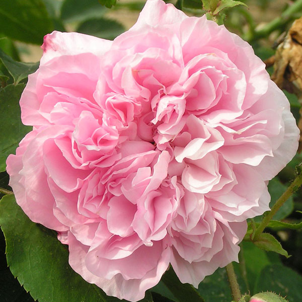 May Queen - Pink Rambling Rose