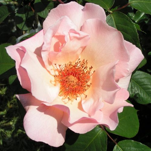 Meg - Pink Climbing Rose