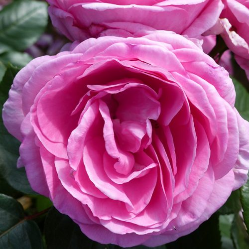 Millie - Pink Renaissance Rose