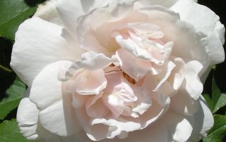 Mme. Alfred Carriere - Climbing Rose