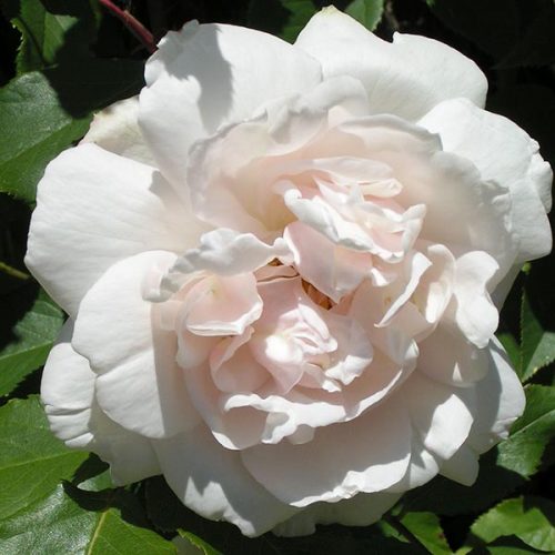 Mme. Alfred Carriere - Climbing Rose