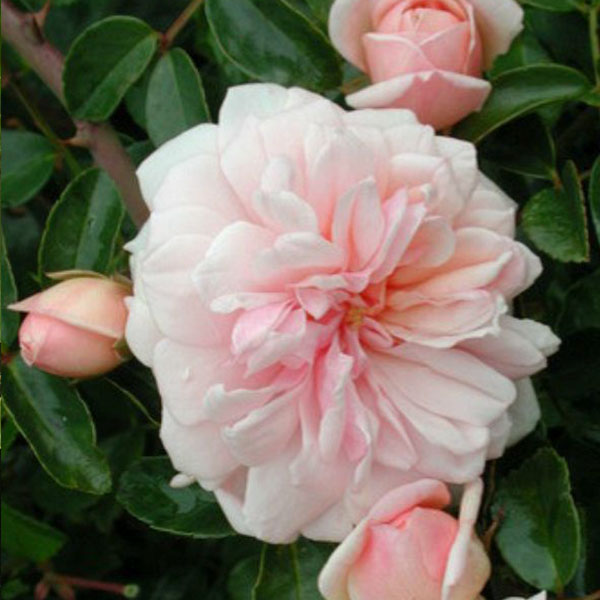 Mme Alice Garnier - Pink Rambling Rose