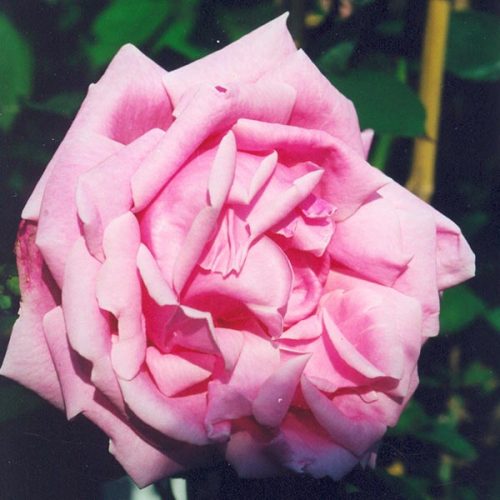 Mme. Caroline Testout - Pink Climbing Rose
