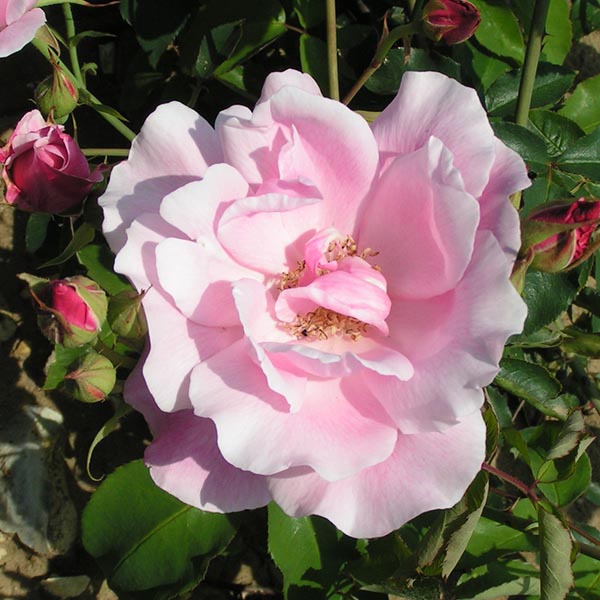 Mme. Gregoire Staechelin - Pink Climbing Rose