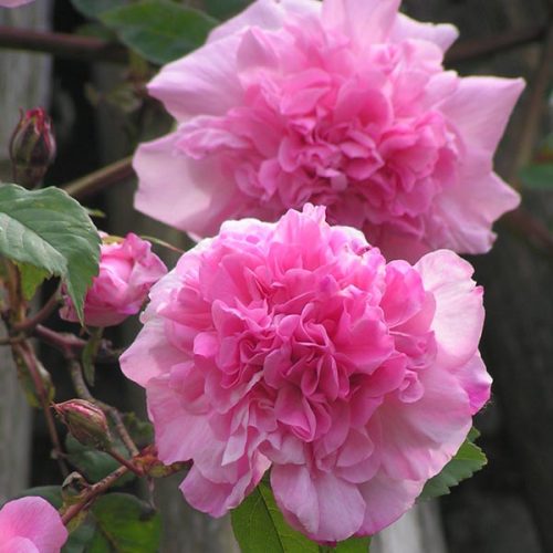 Mme. Sancy Parabere - Pink Climbing Rose