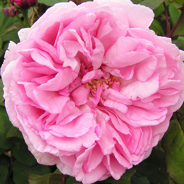 Mme. Ernst Calvat - Pink Bourbon Rose