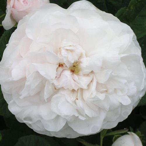 Mme Zoetmans - White Damask Rose