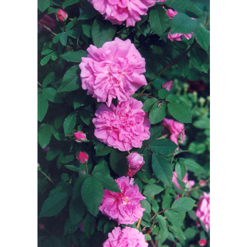 Morletti - Pink Climbing Rose