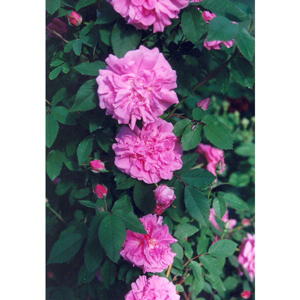 Morletti - Pink Climbing Rose