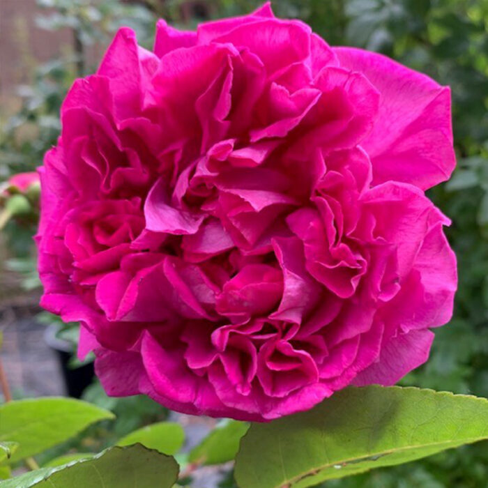 Mrs Reynolds Hole is an unusual deep pink Tea rose with beautfiul big blooms.