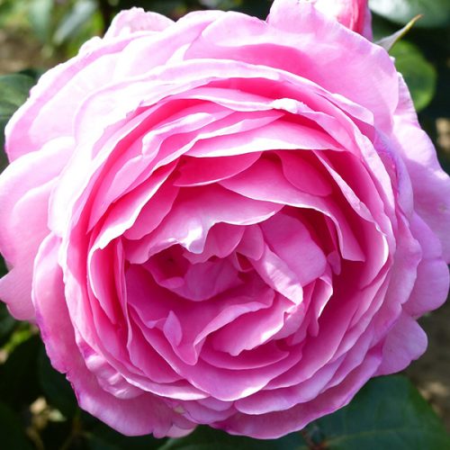 Mum in a Million, Pink Renassaince Rose.