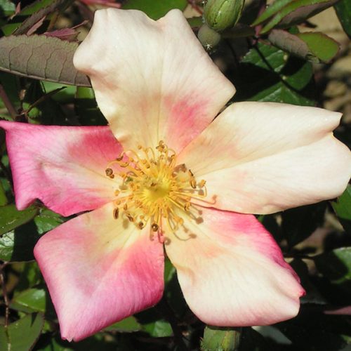 Mutabilis - China Rose