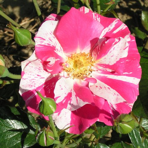 Nancy - Striped Renaissance Rose