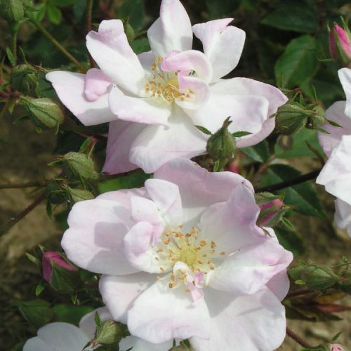 Narrow Water - Rambling Rose