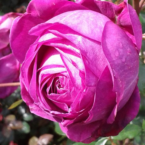 Natalie - Pink Renaissance Rose