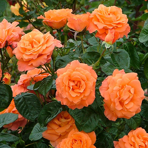 Newsflash - Orange Shrub Rose