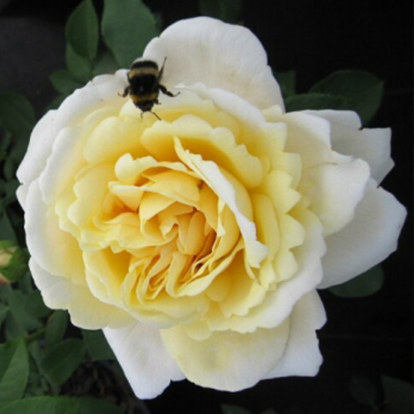 Nina - Yellow Renaissance Rose