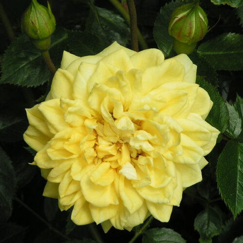 Norfolk is a short yellow ground cover rose bred by Poulsen for their County Series.