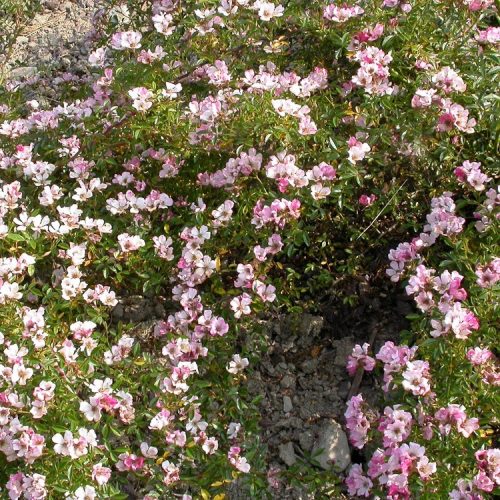 Nozomi a wide spreading pink rose.
