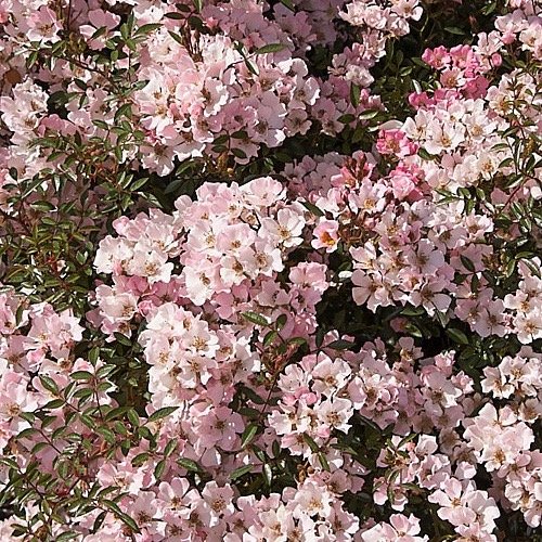 Nozomi a pink ground cover rose.