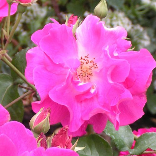 Nur Mahal - Pink Hybrid Musk Rose