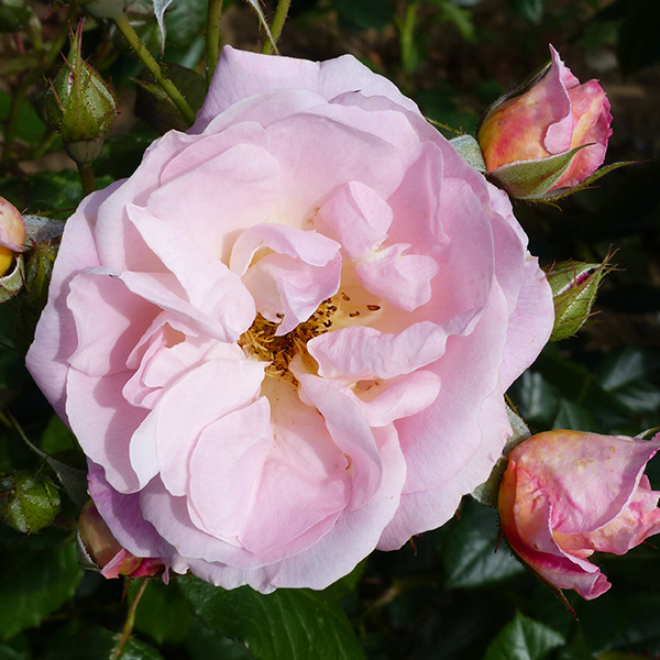 Nymphenburg - Pink Shrub Rose