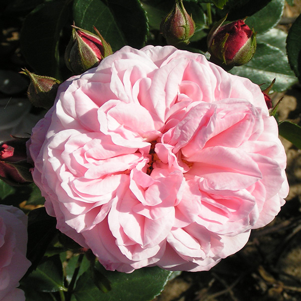Octavia Hill - Pink Shrub Rose