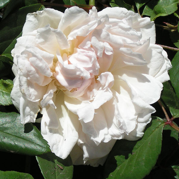 Oderata - White Rose