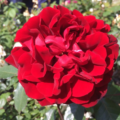 One in a Million / Trish - Red Renaissance Rose