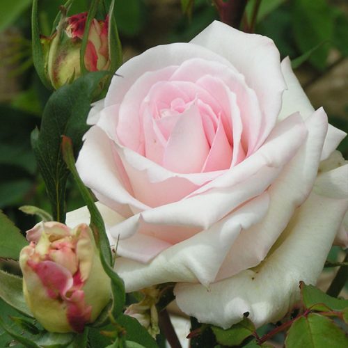 Ophelia - Pink Climbing Rose