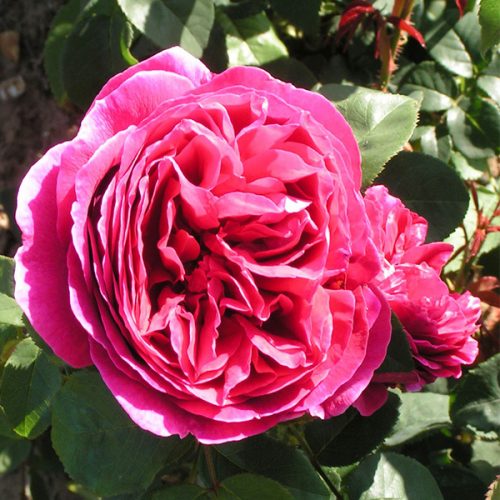 Othello - Red David Austin Rose